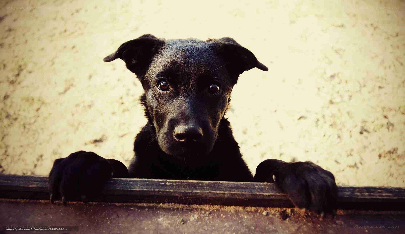 black puppy looking over barrier