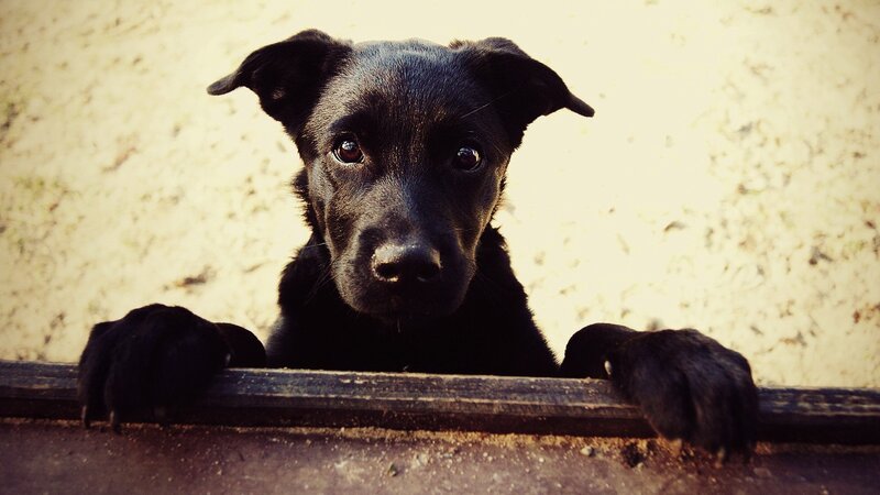 black puppy looking over fence