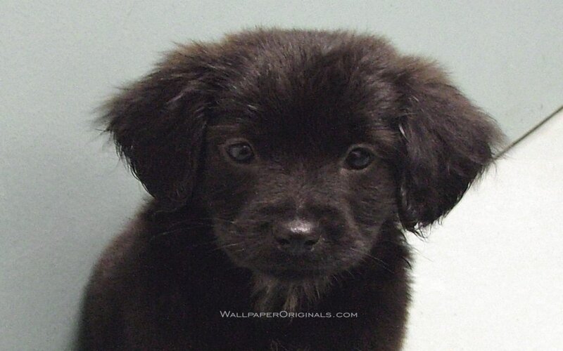 Black Puppy Looking