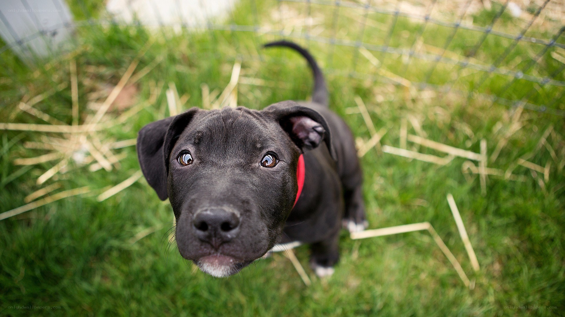 black puppy looking up