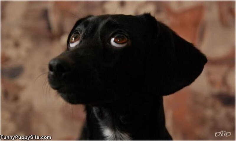 Black Puppy Looking Up — Curious