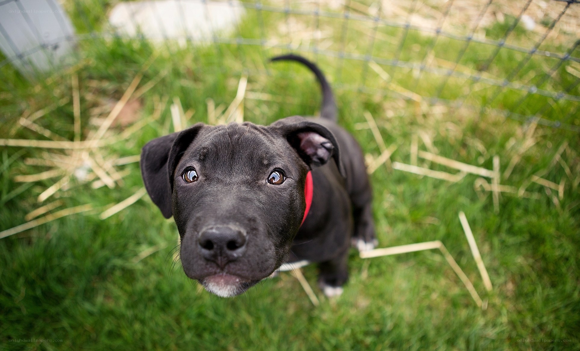 black puppy looking up