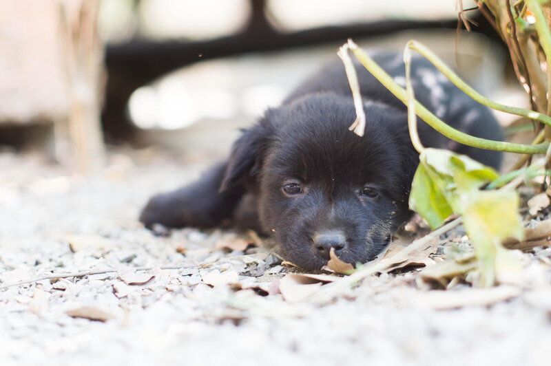 Black Puppy Lying Down — Calm, Afternoon