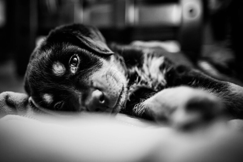 Black Puppy Lying Down — Calm, Photograph, Blanket