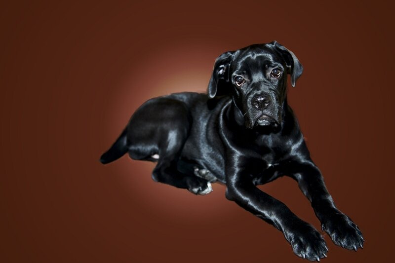Black Puppy Lying Down — Calm, Photograph, Brown Background