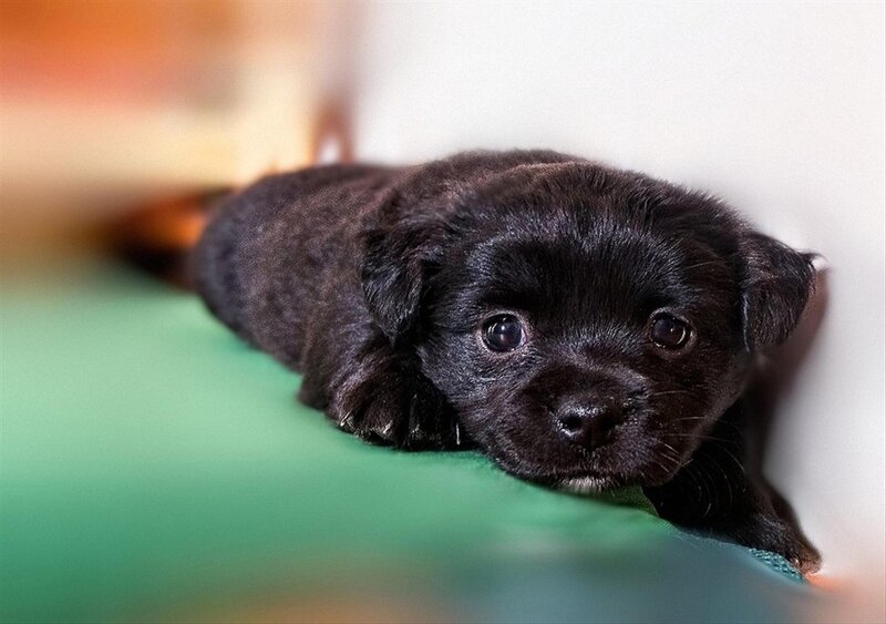 Black Puppy Lying Down — Calm, Photograph, Green Surface