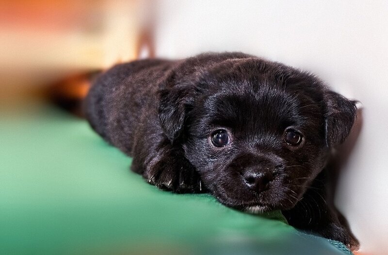 Black Puppy Lying Down — Calm, Photograph, Green Surface, White Wall