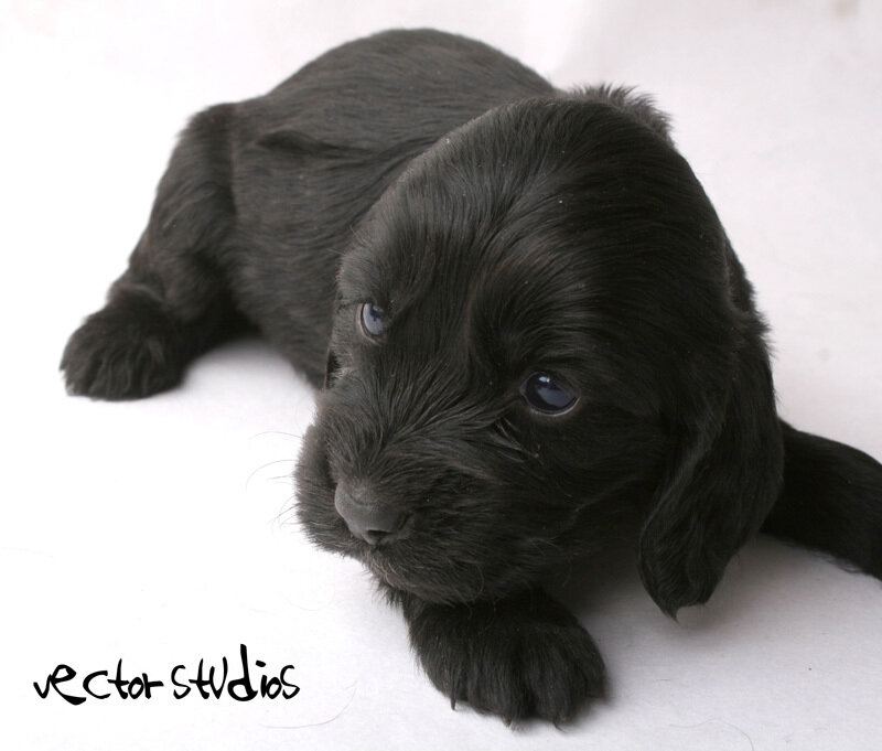 Black Puppy Lying Down — Calm