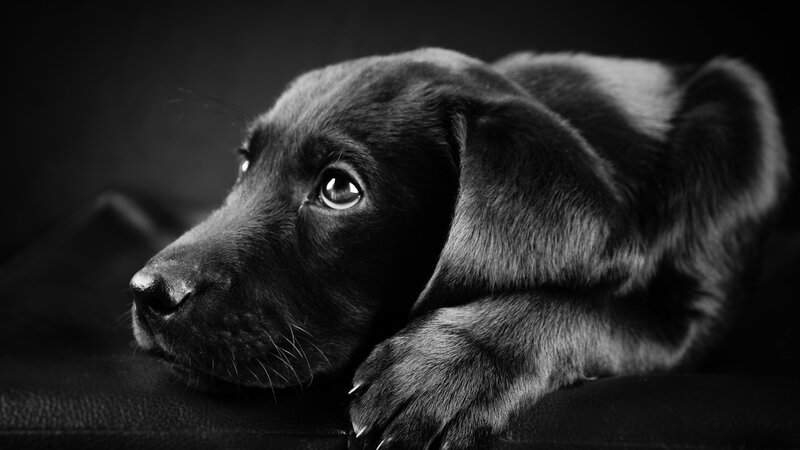 Black Puppy Lying Down — Dramatic
