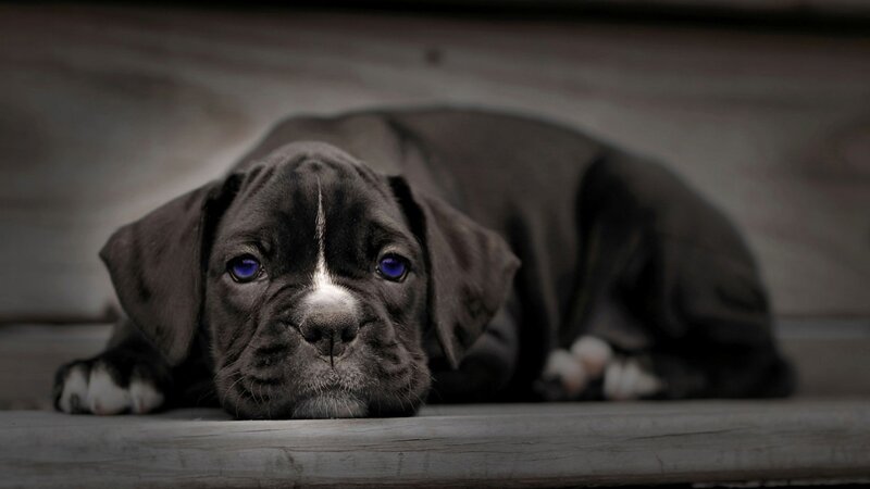 Black Puppy Lying Down — Gray