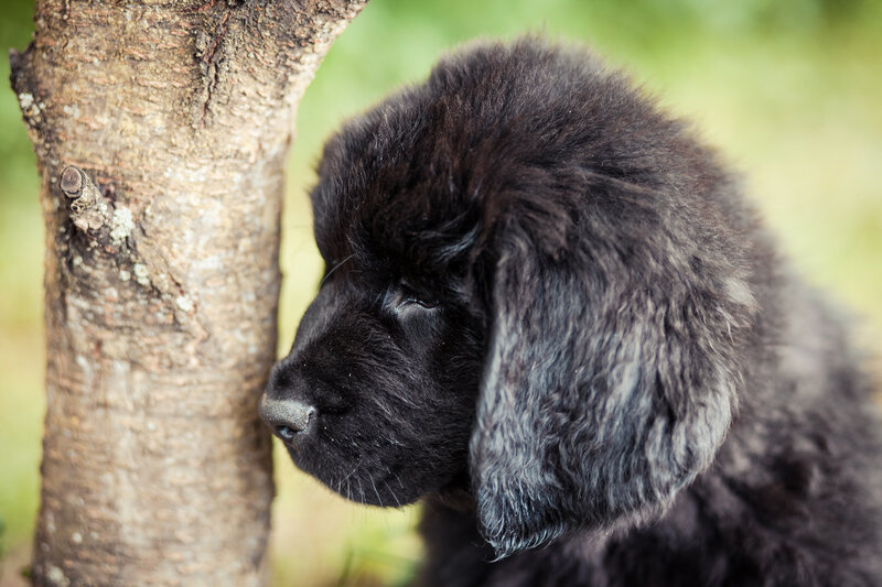 Black Puppy Near Tree