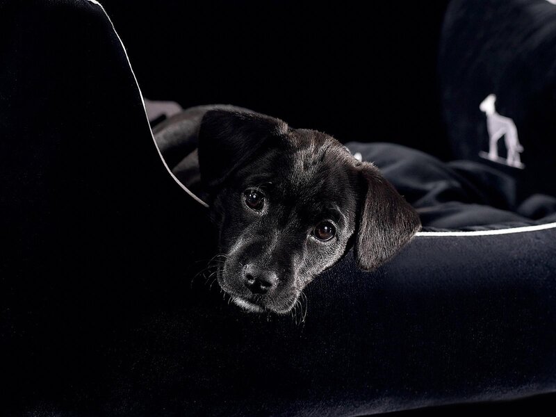 Black puppy on a dark couch