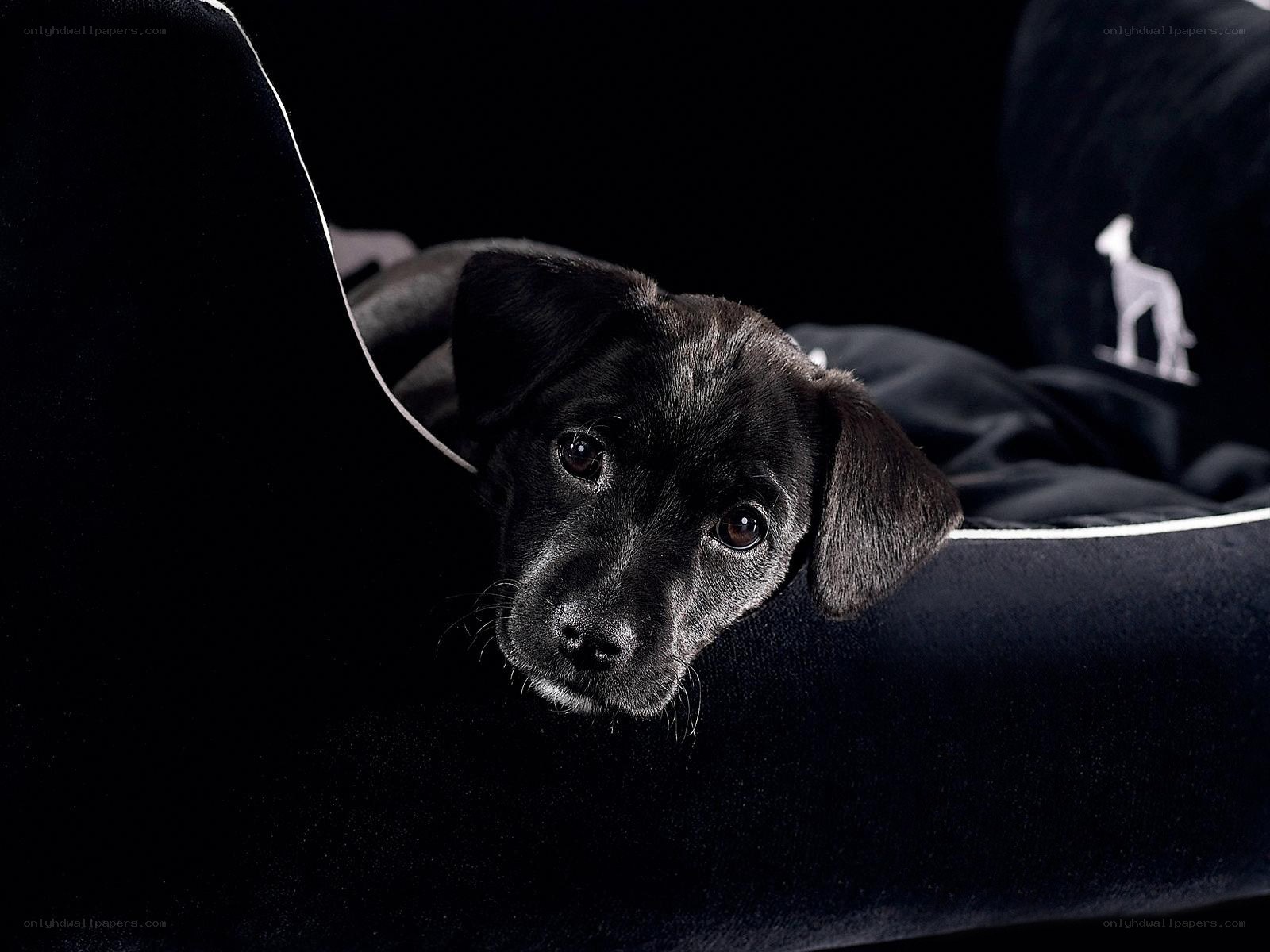 Black puppy on a dark couch