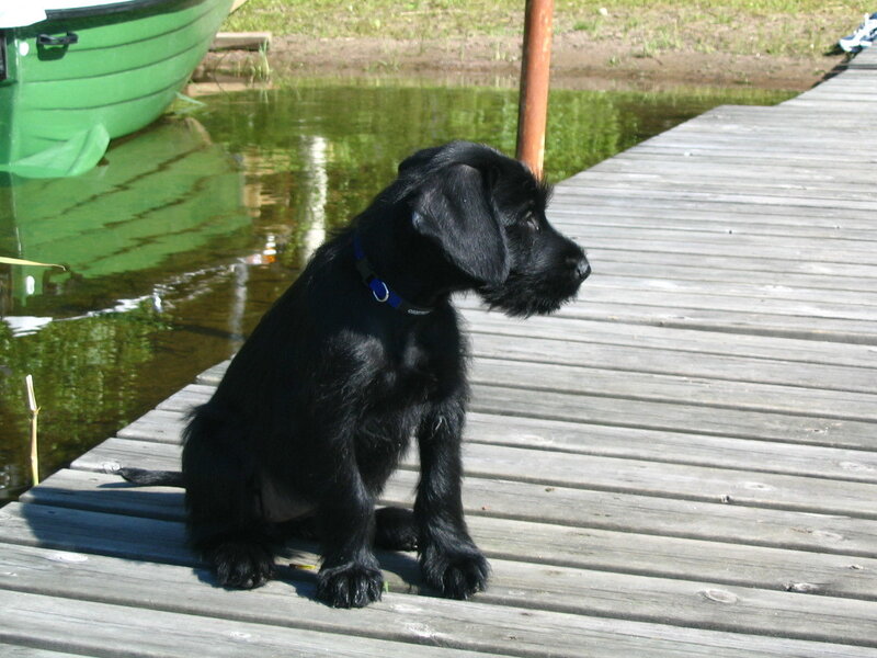black puppy on a dock