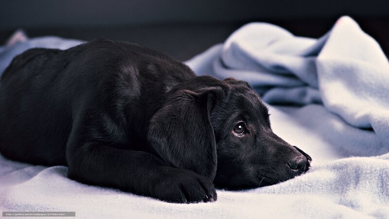 black puppy on blanket