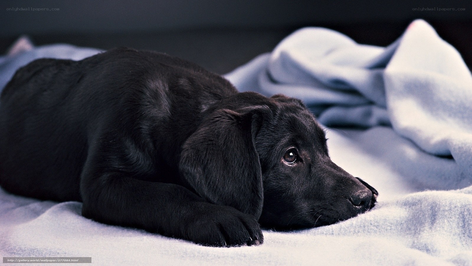 black puppy on blanket