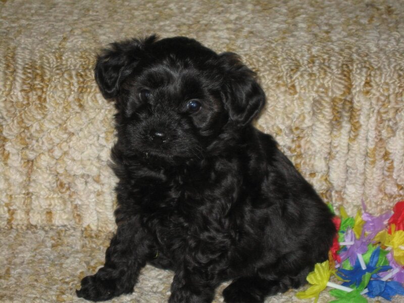 Black Puppy on Carpet — Calm, Photograph