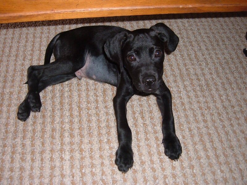 Black Puppy on Carpet — Calm