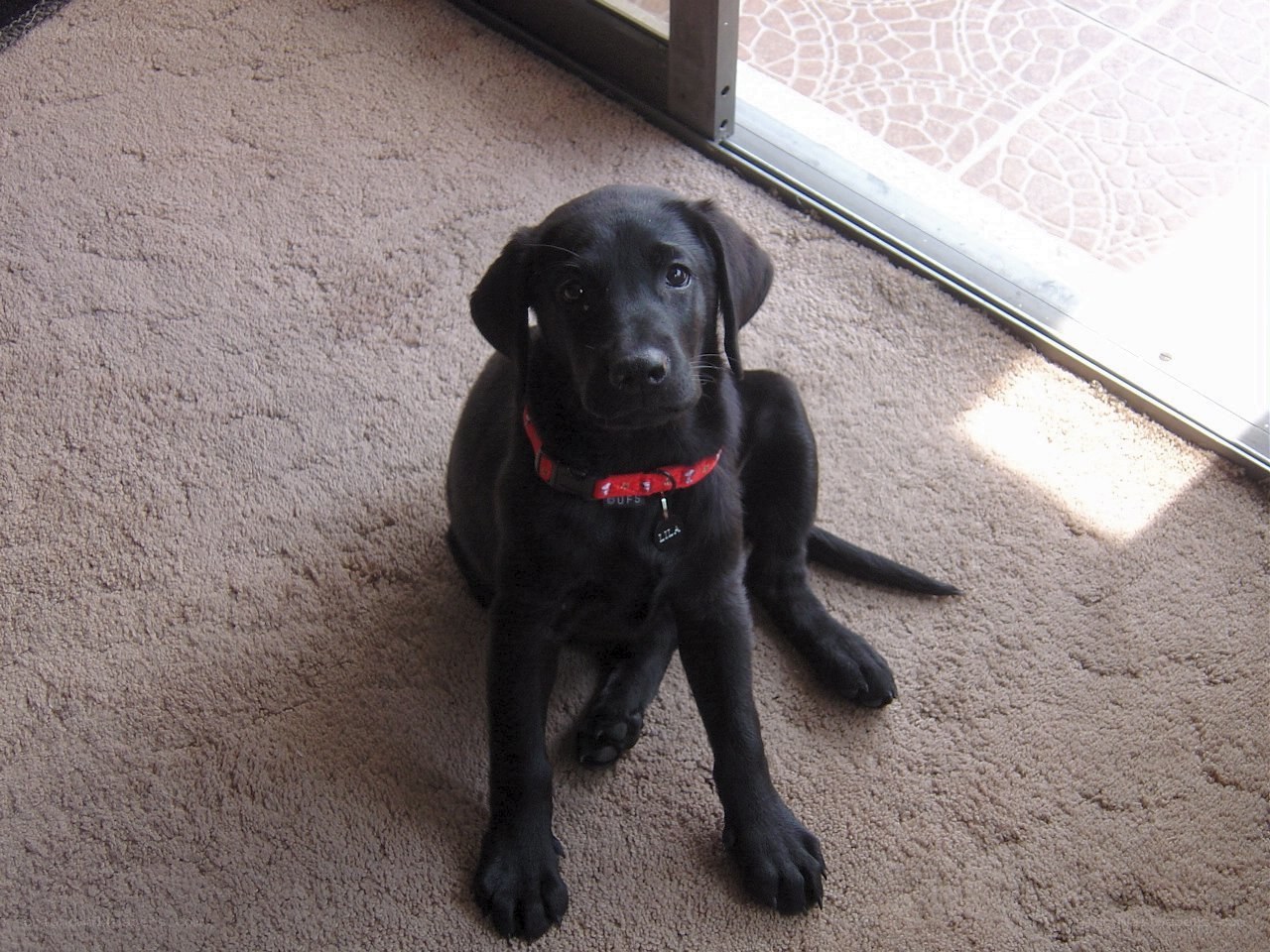 black puppy on carpet