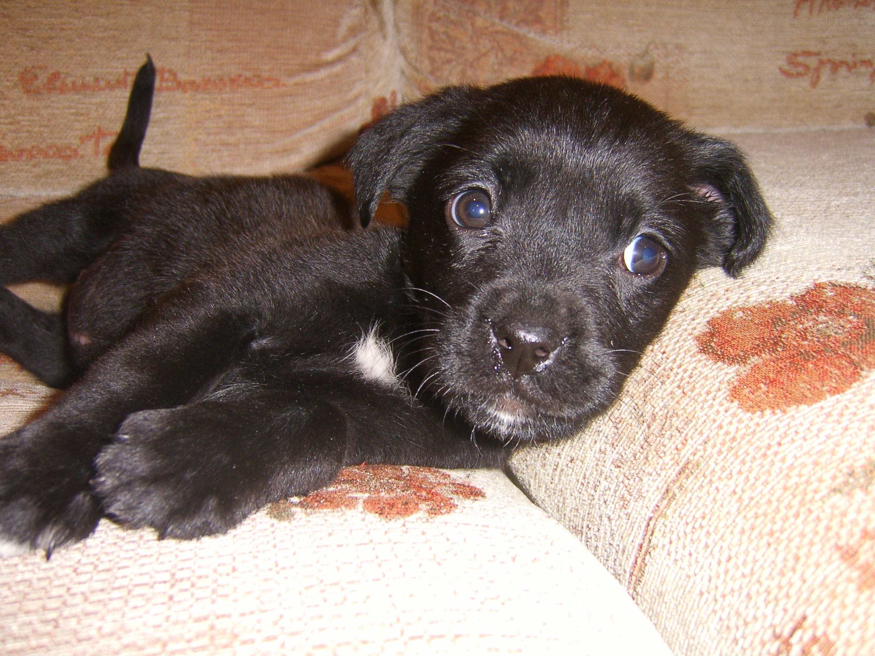 black puppy on couch