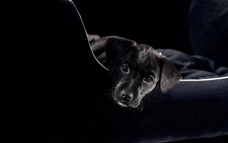 Black Puppy on Couch — Dramatic