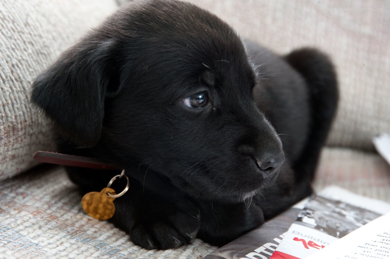 black puppy on couch