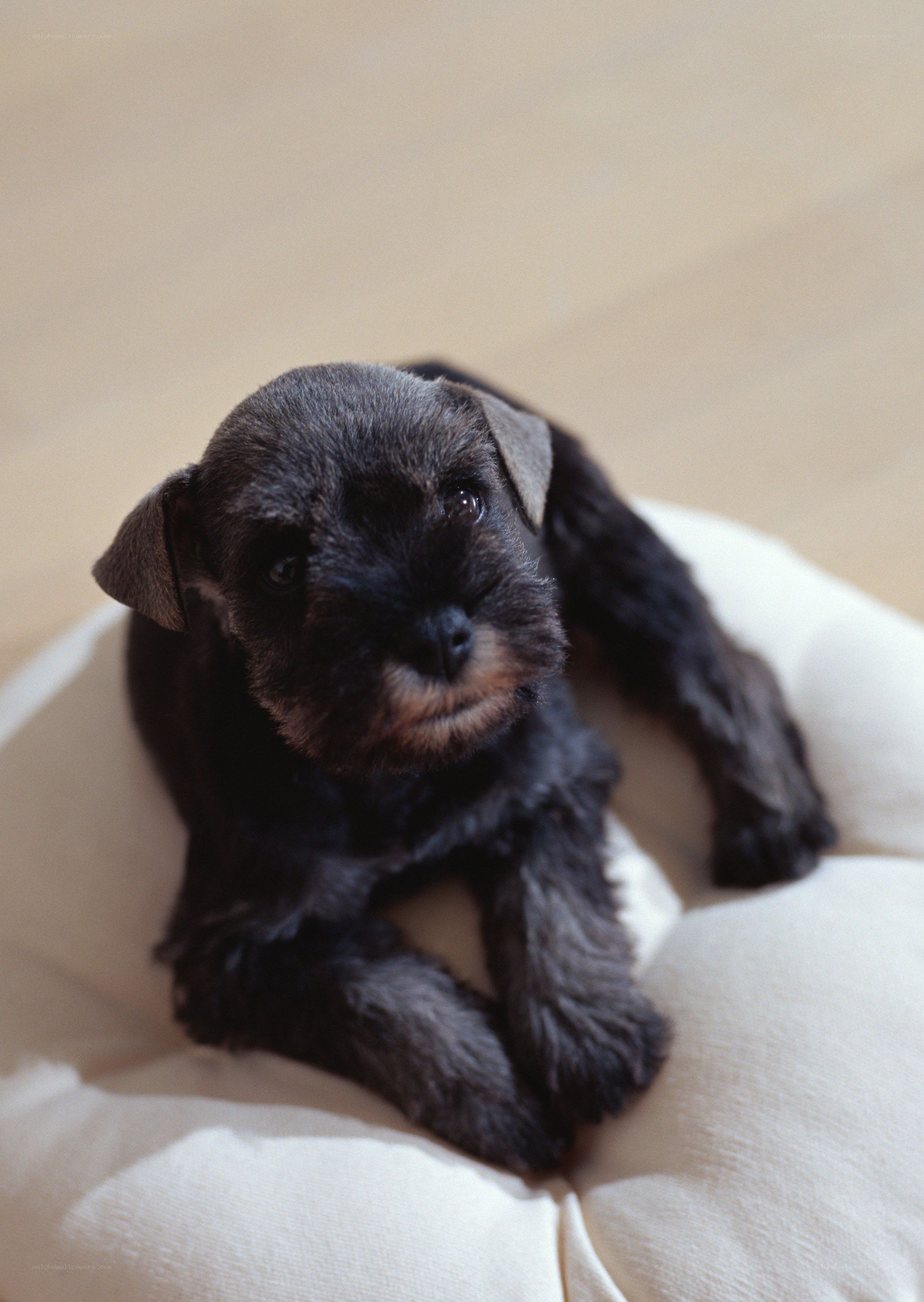 black puppy on cushion