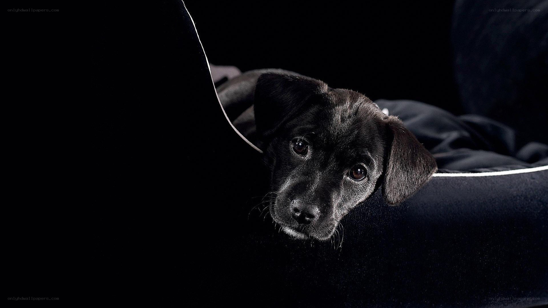 black puppy on dark couch