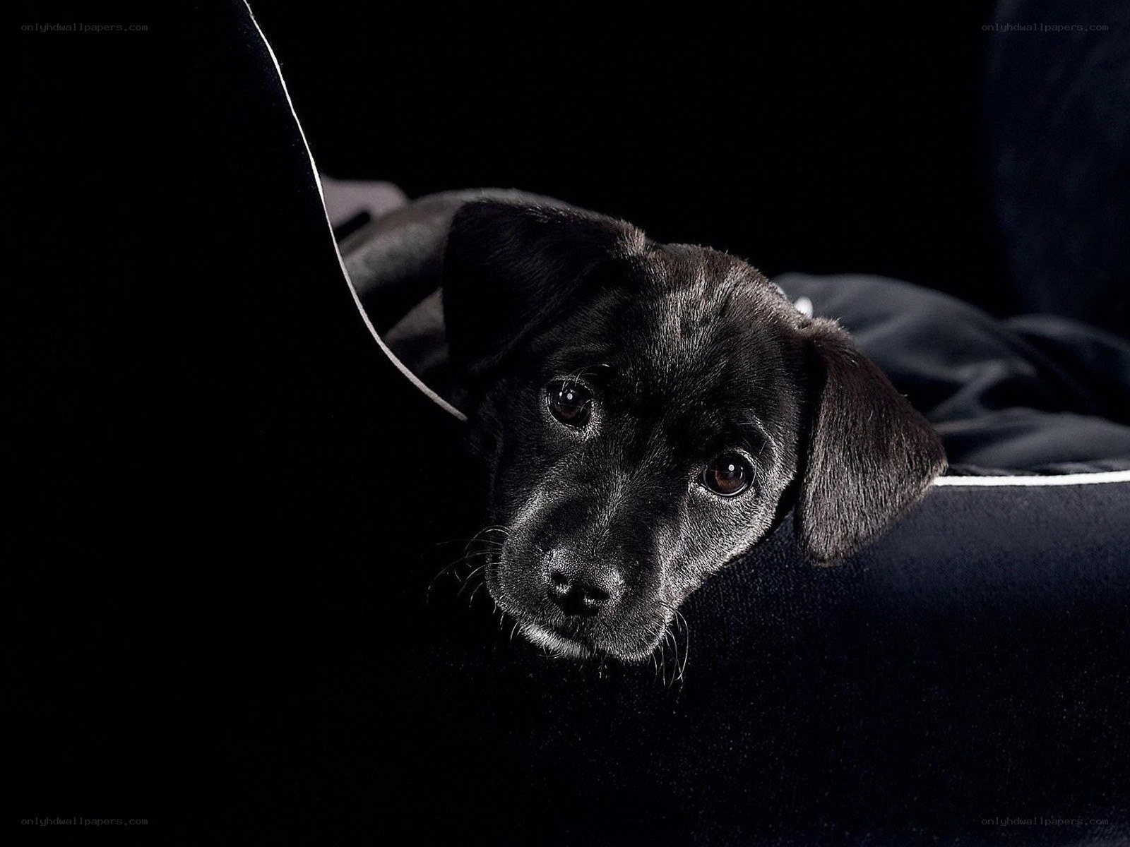 black puppy on dark couch
