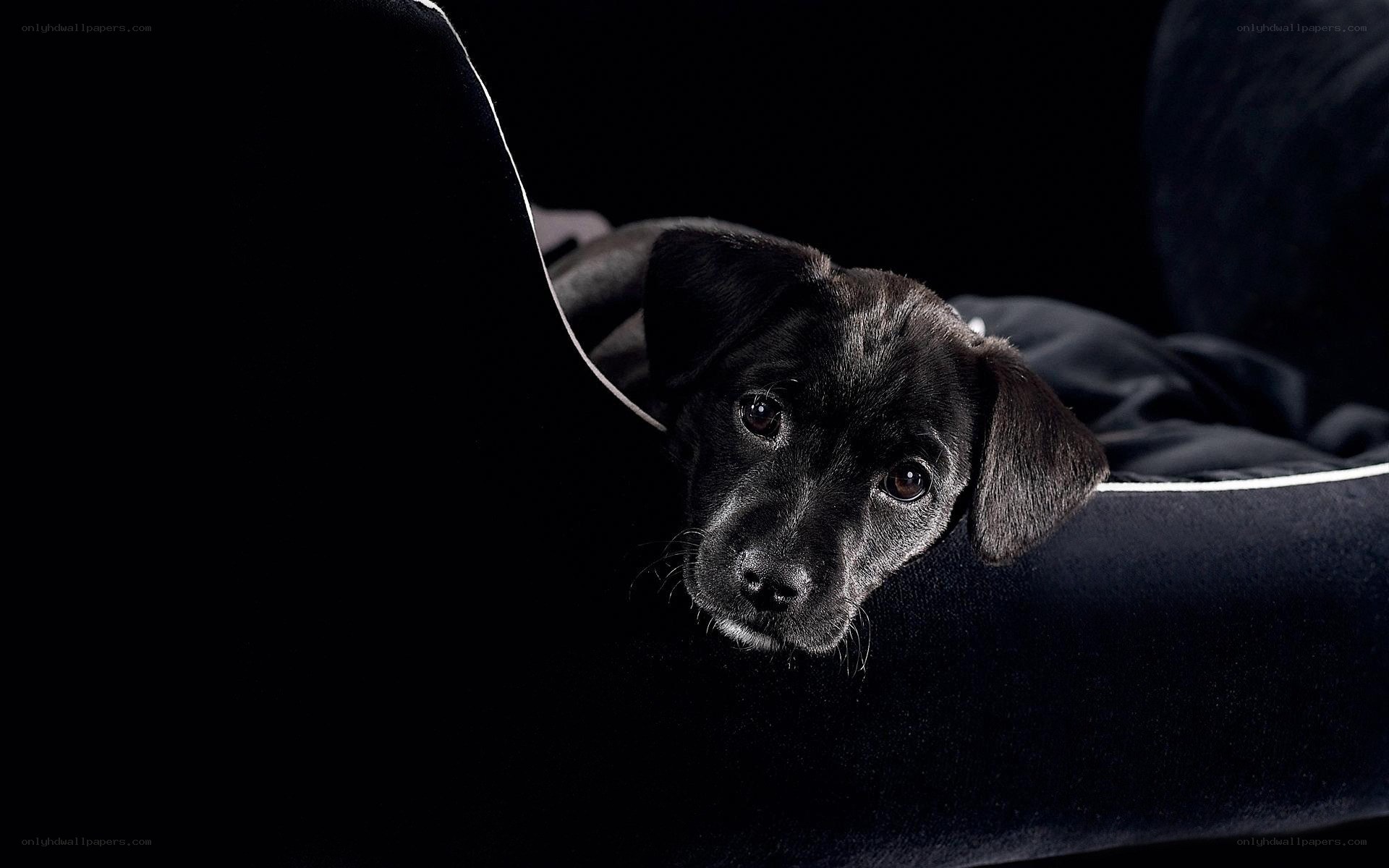 black puppy on dark couch
