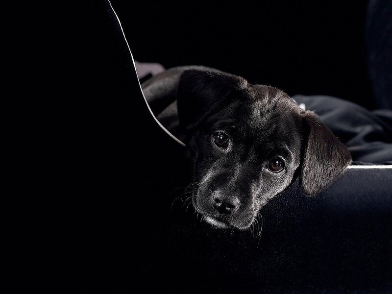 Black Puppy on Dark Surface