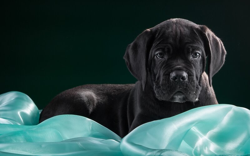 Black Puppy on Fabric