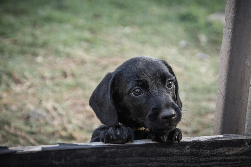 Black Puppy on Fence