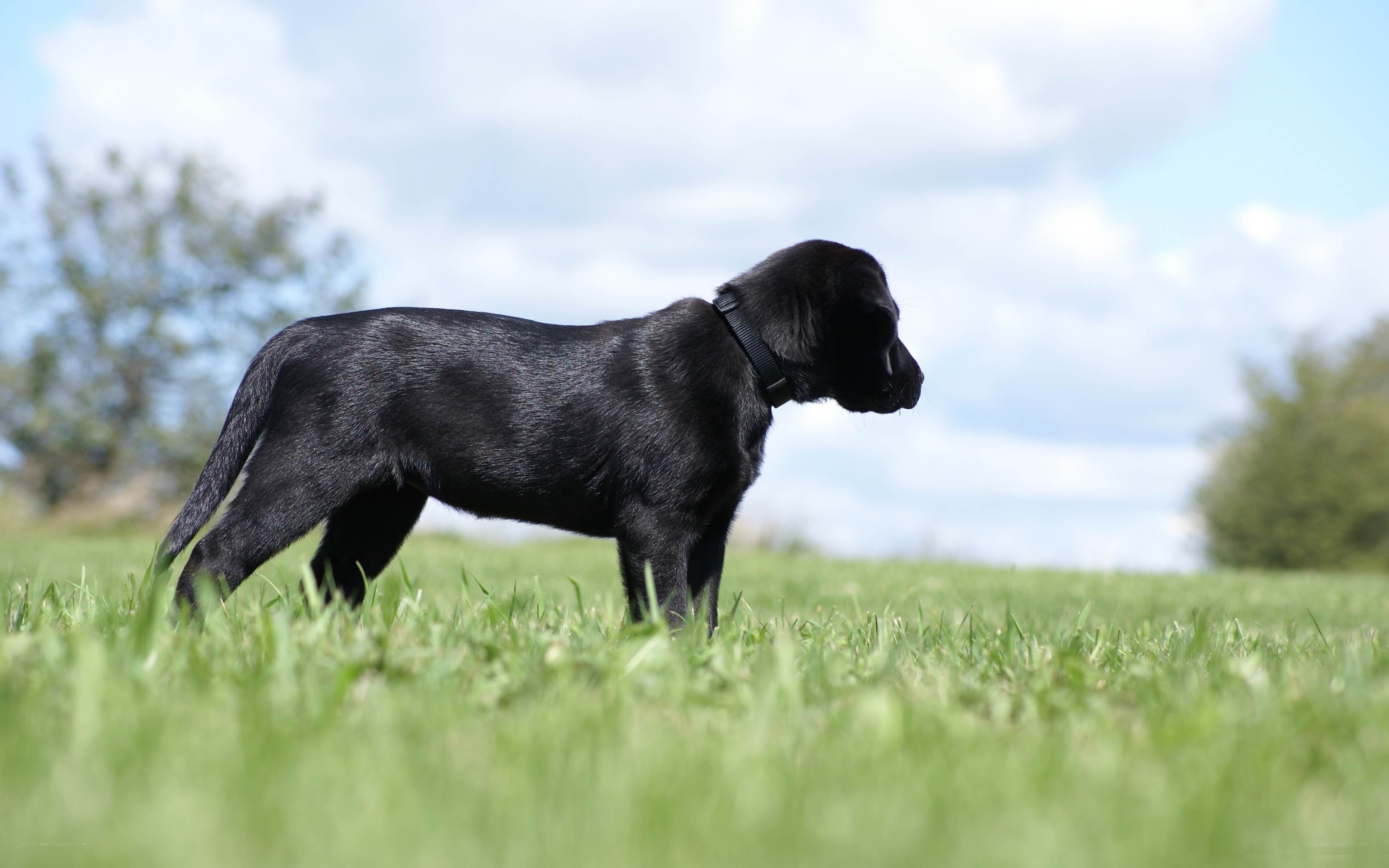 black puppy on grass