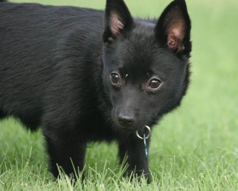 black puppy on grass