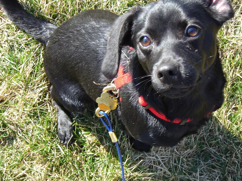 Black Puppy on Grass — Calm