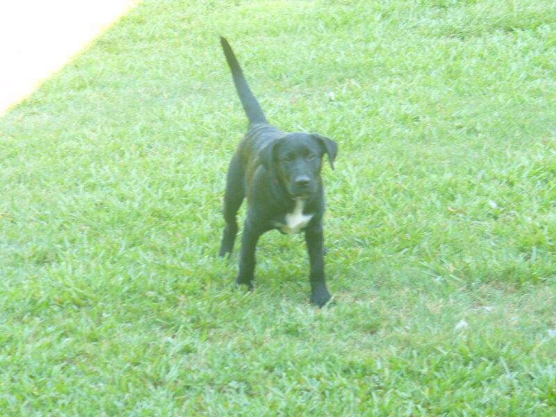 Black Puppy on Grass — Green, Calm, Afternoon