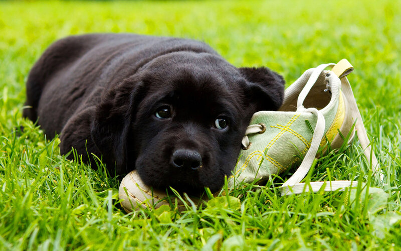 Black Puppy on Grass — Green, Calm