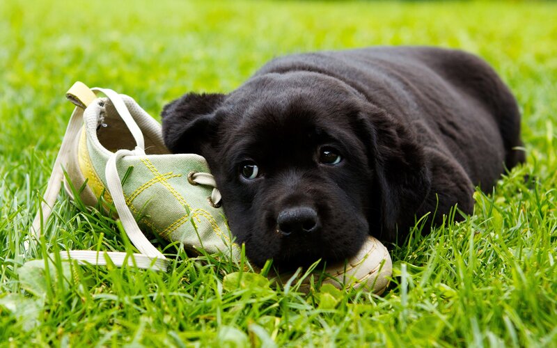 Black Puppy on Grass — Green