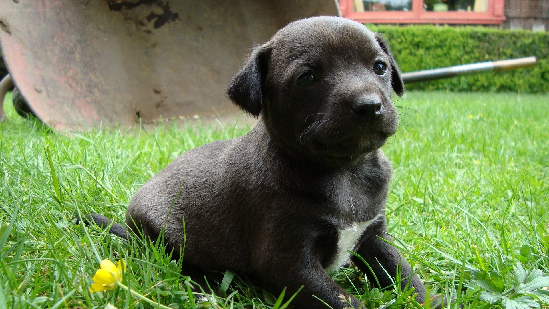 Black puppy on grass