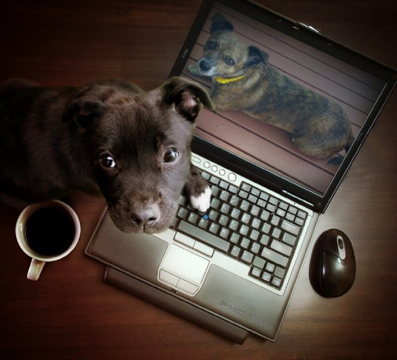 Black Puppy on Laptop