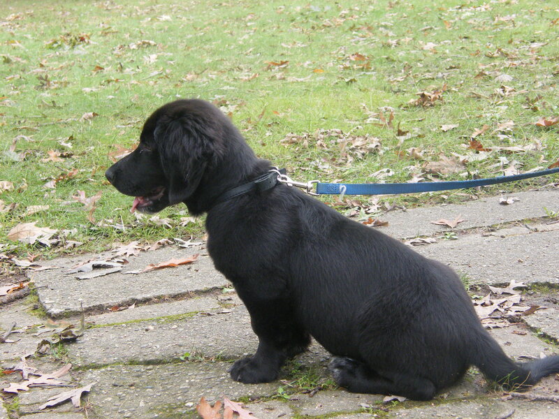 Black Puppy on Leash — Calm