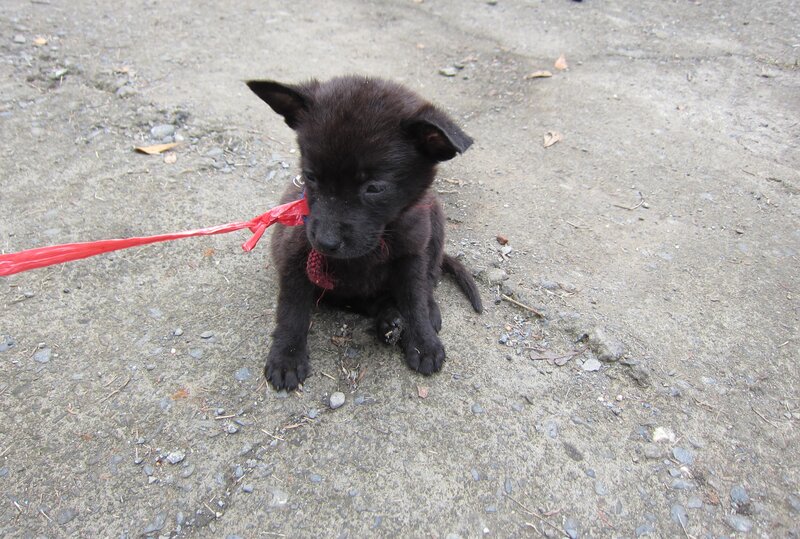 Black Puppy on Leash