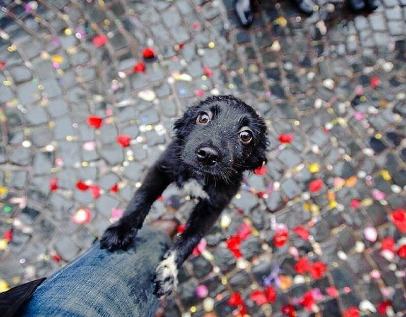 Black Puppy on Leg