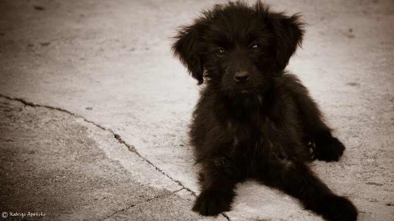 Black Puppy on Pavement