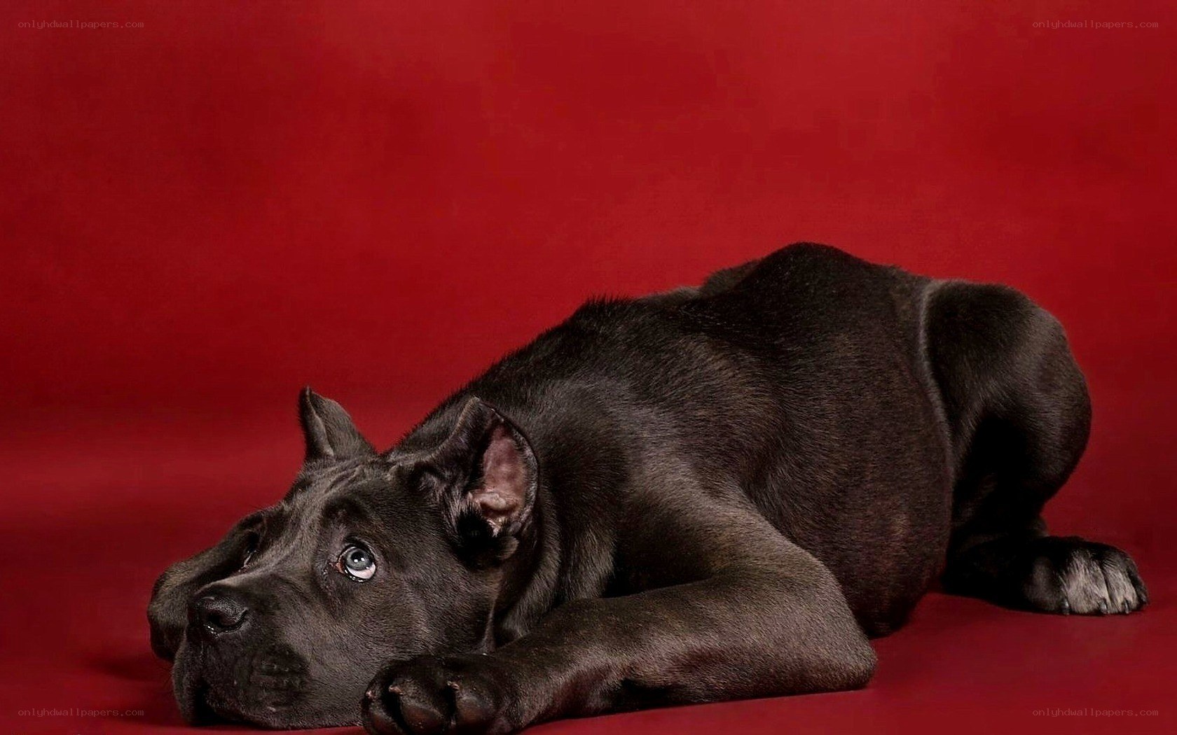 black puppy on red background