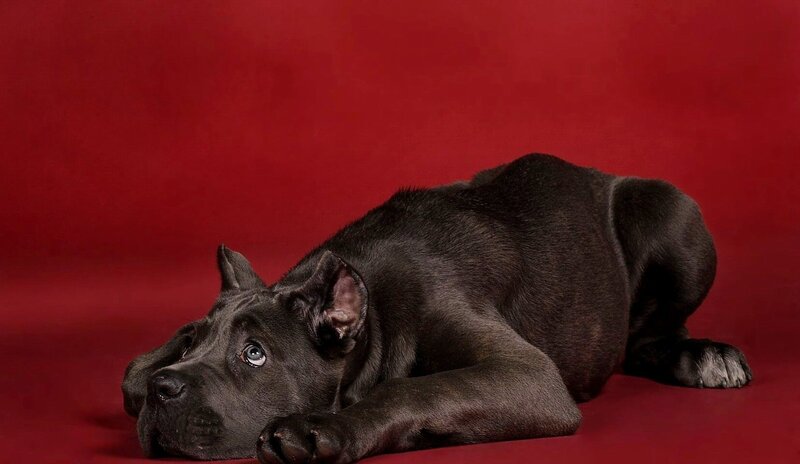 black puppy on red background