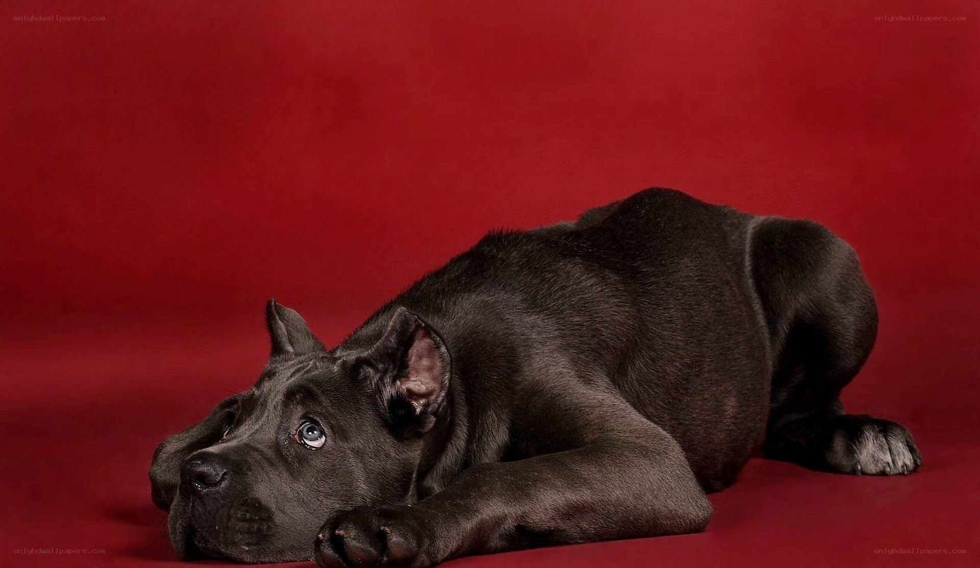 black puppy on red background