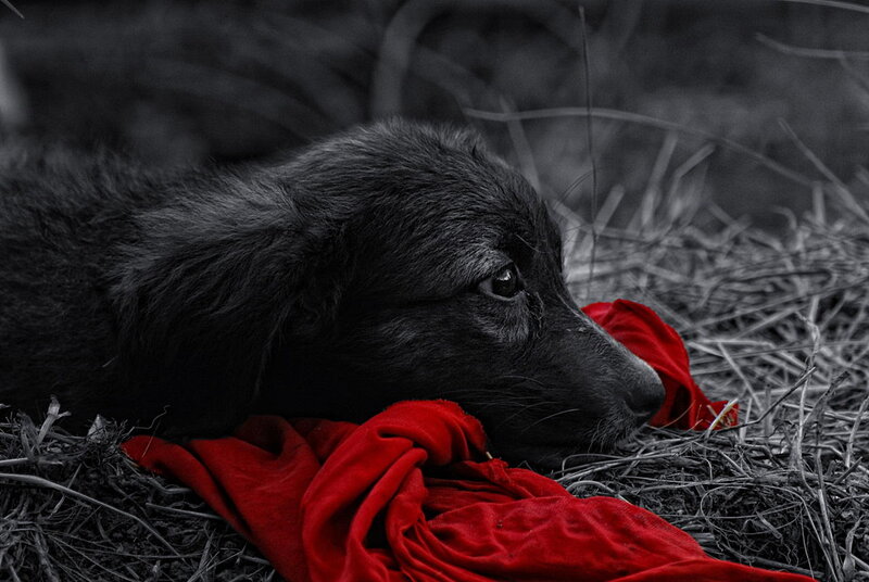Black Puppy on Red Cloth
