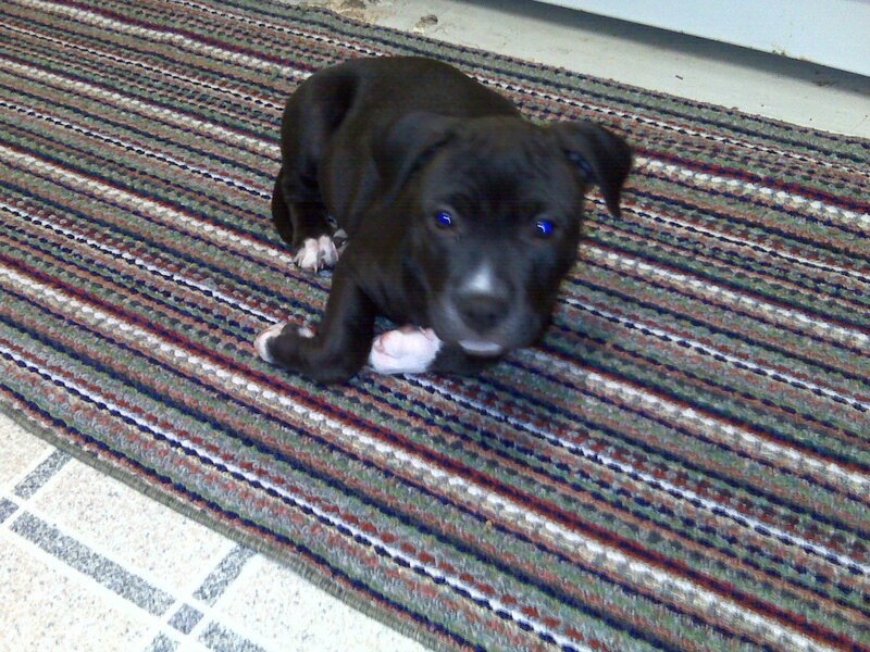 Black Puppy on Rug — Calm